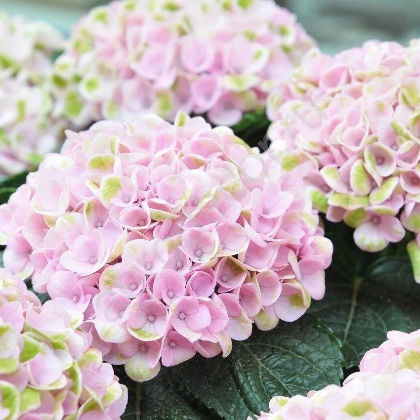 Гортензия Доппио Екселент крупнолистная (Hydrangea Doppio Eccelent)