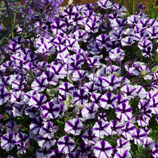 Violet Star-600x600
