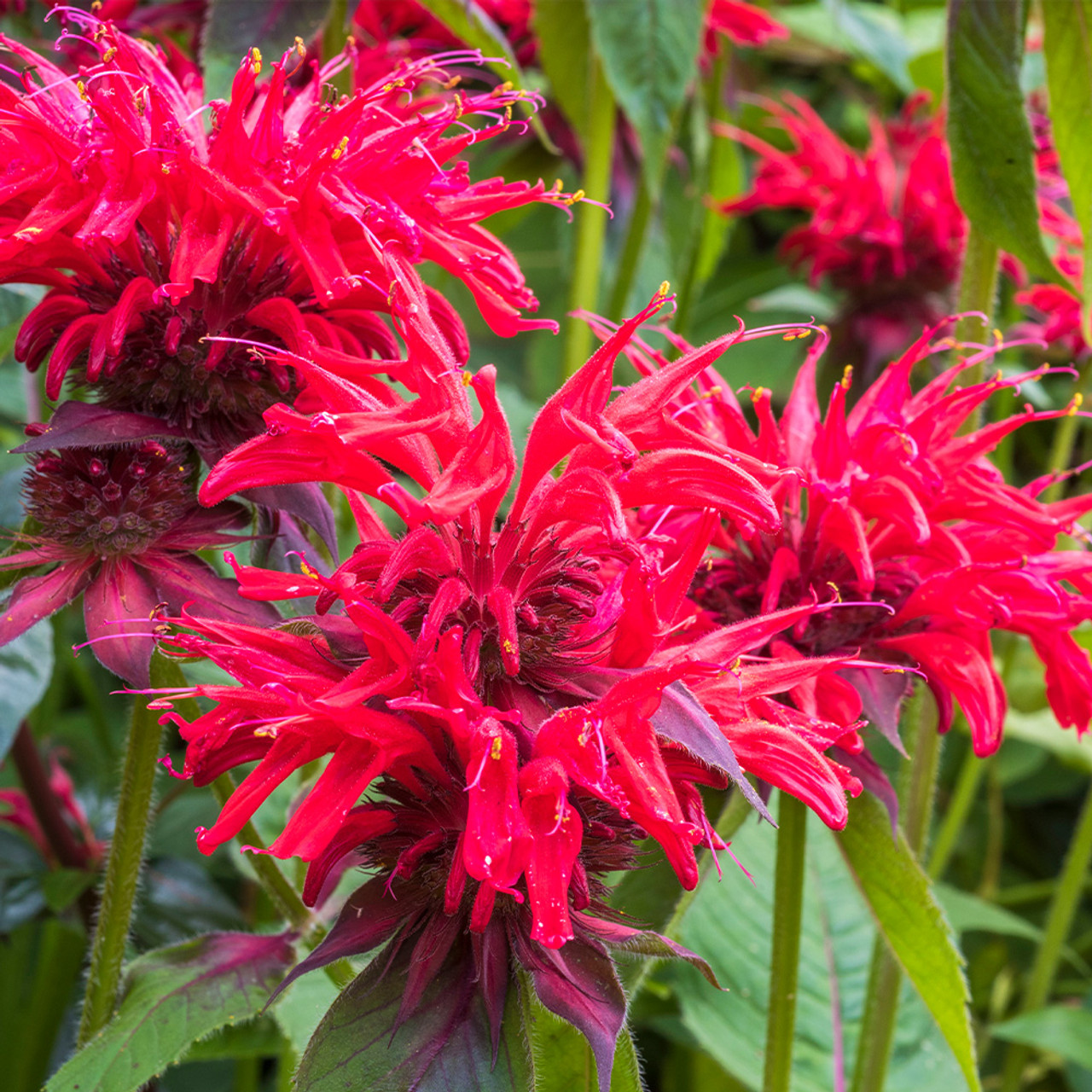 Monarda_Cambridge_Scarlet