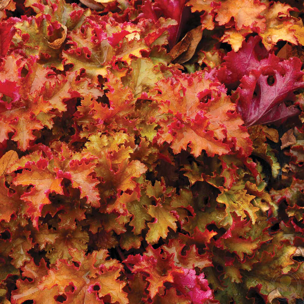 Гейхера Зиппер (Heuchera Zipper)