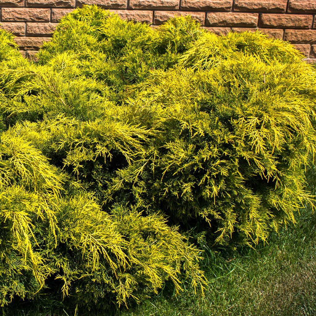 JuniperuspfitzerianaKingOfSpring