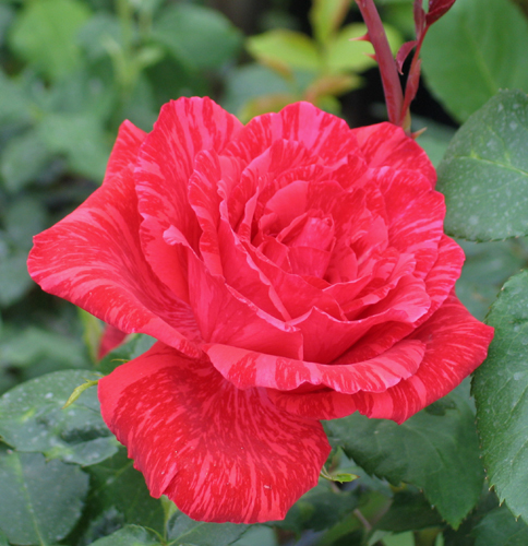 red-intuishn-1