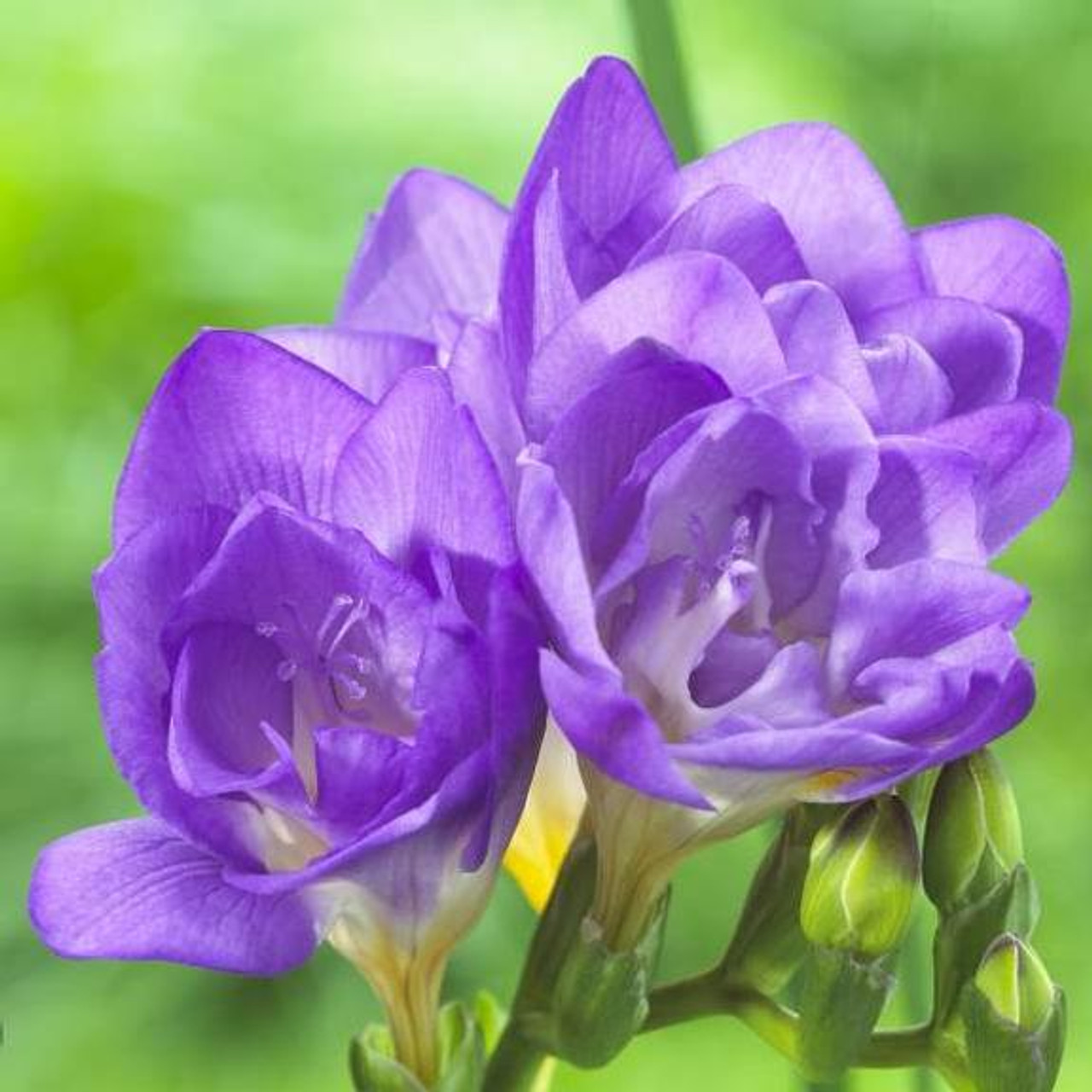 fresia blue
