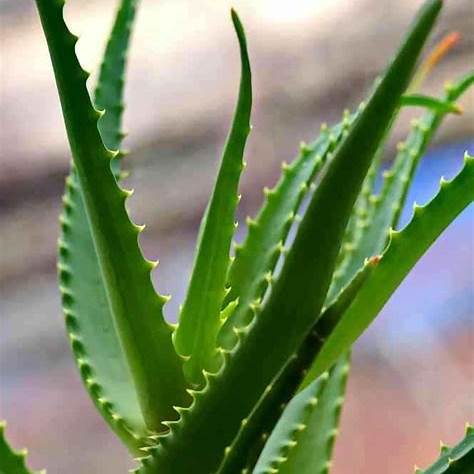 aloe