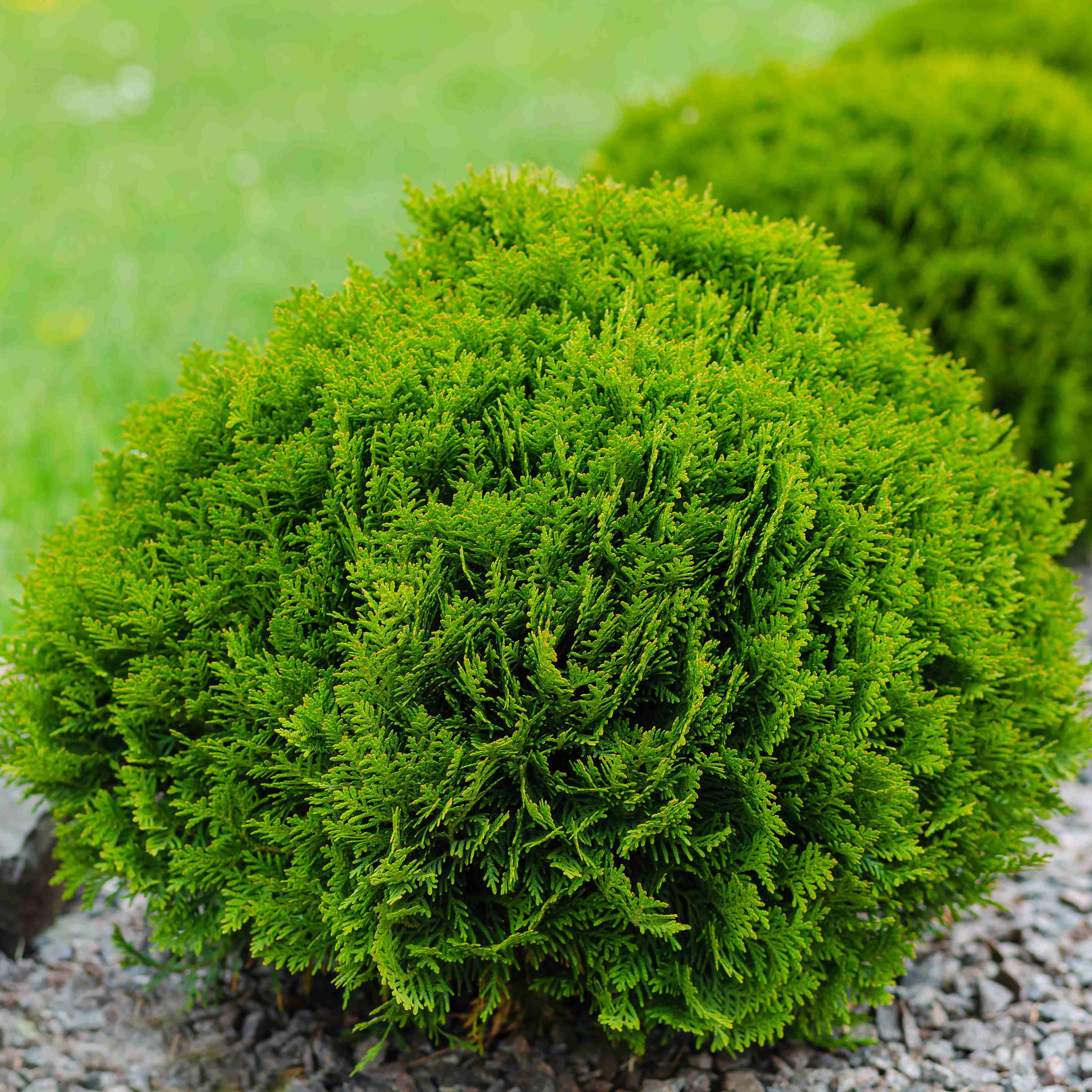 danicadanica