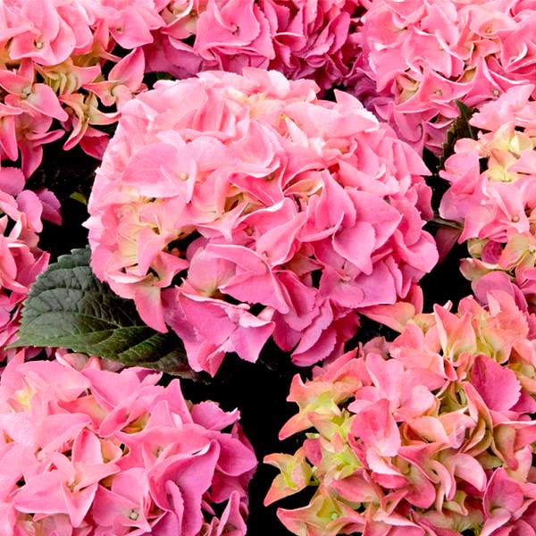 Гортензия Эрли Пинк крупнолистная (Hydrangea macrophylla Early Pink)