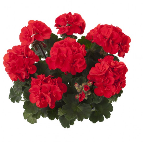 Toscana Castello Red (Ronja)