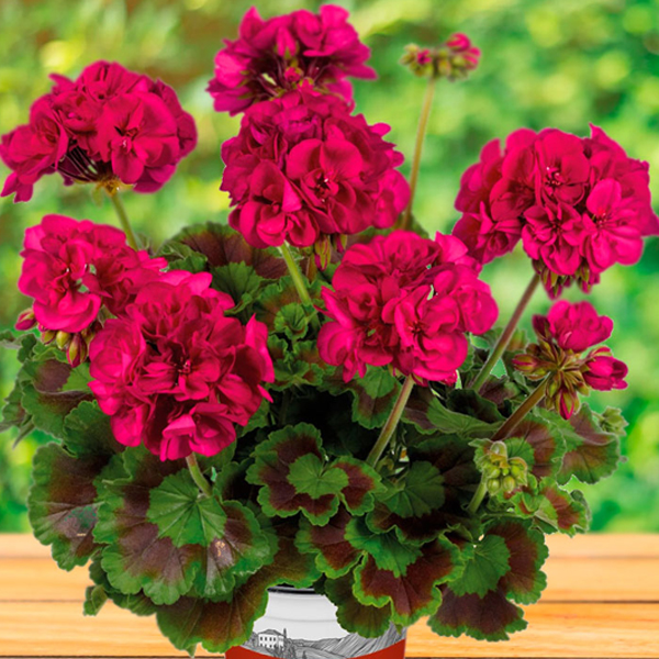 Pelargonium_Galaxy_Violet