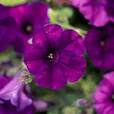 itsipurple