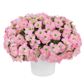 Capella-Baby-Pink