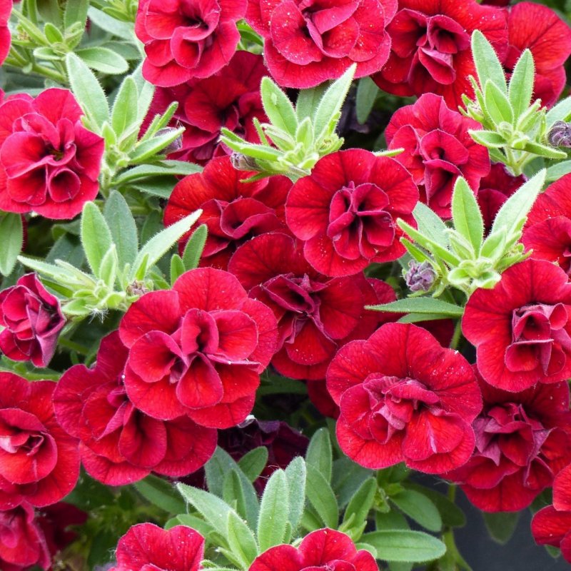 Cherry Red