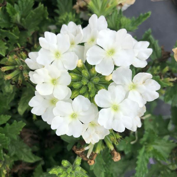 sunwhite