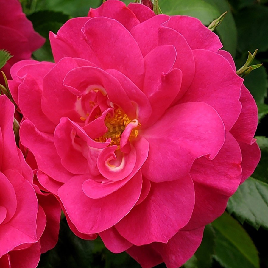 Роза Джордж Ванкувер канадская (Rose George Vancouver)