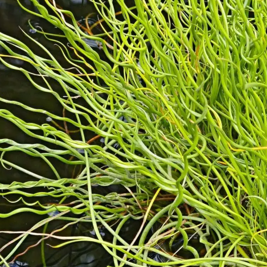 Джункус (ситник) Спиралис нитевидный (Juncus filiformis Spiralis)