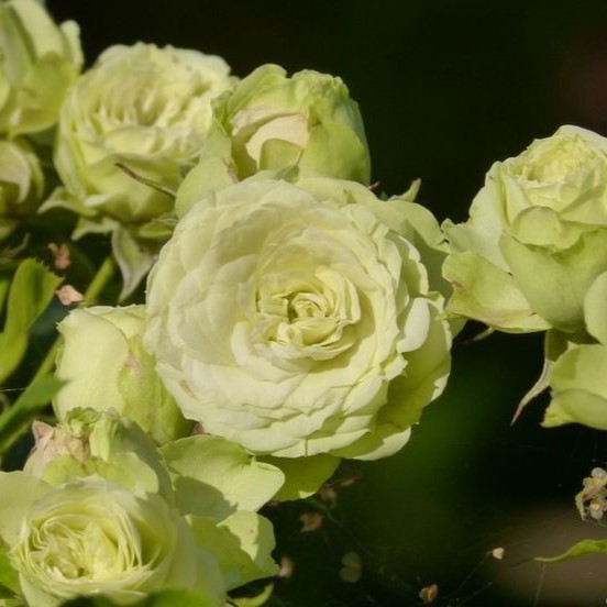 Роза Ловли Грин флорибунда (Rose Lovely Green)