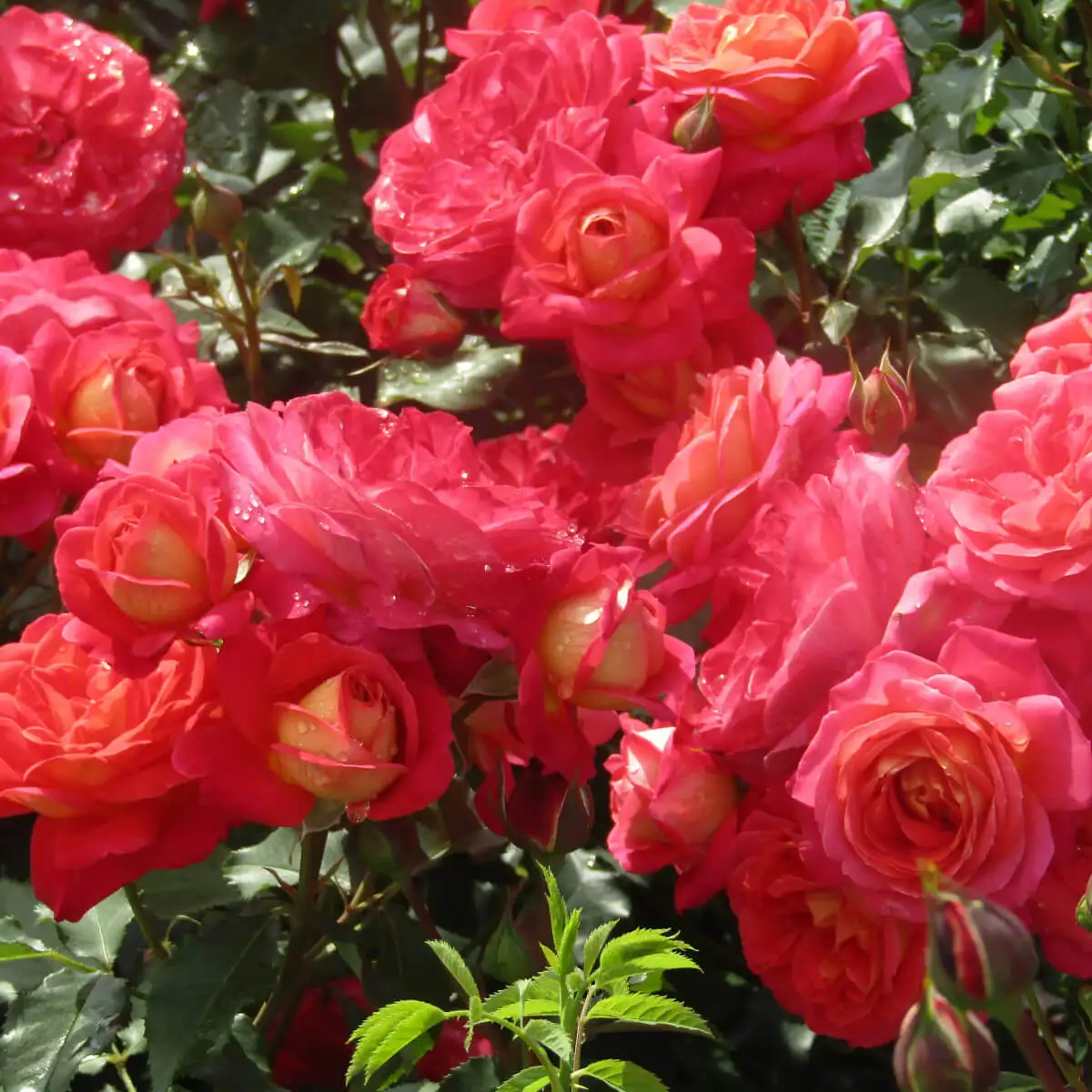 Роза Мидсаммер флорибунда (Rosa Midsummer)