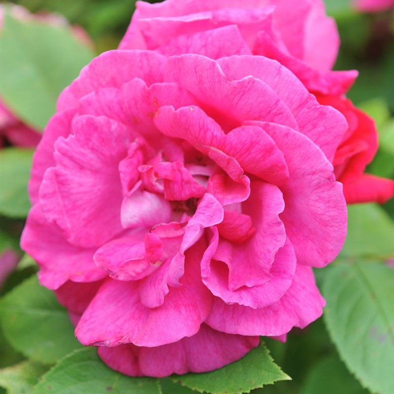 Rosa-Captain-Samuel-Holland