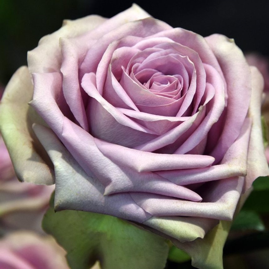 Роза Тиара флорибунда (Rose Tiara)