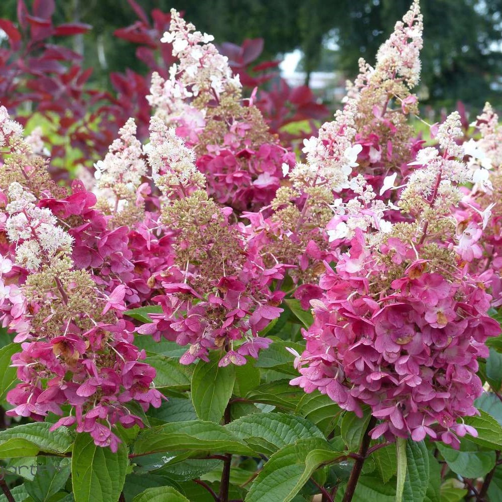 Гортензия Пинки Винки метельчатая (Hydrangea paniculata Pinky Winky)