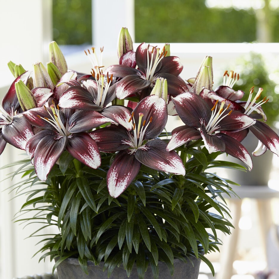 Lilium Panda Joy