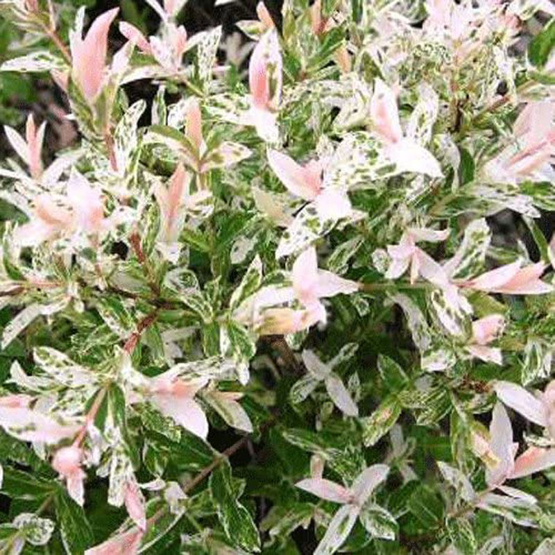 Salix-Integra-Hakuro-Nishiki