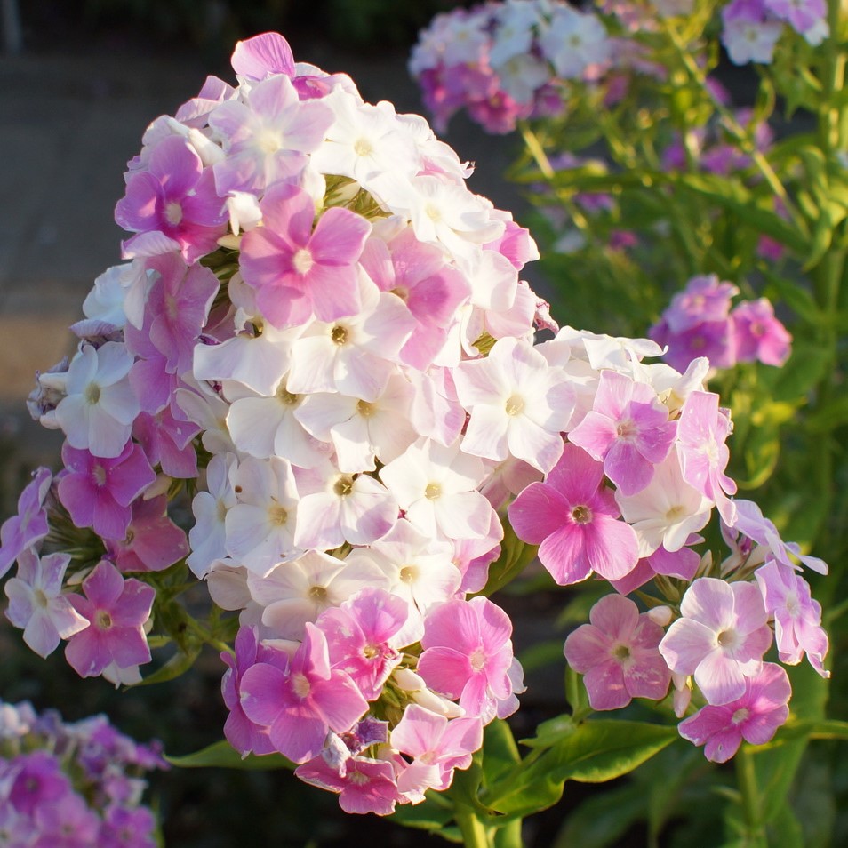 Phlox-‘Cool-Water‘-10
