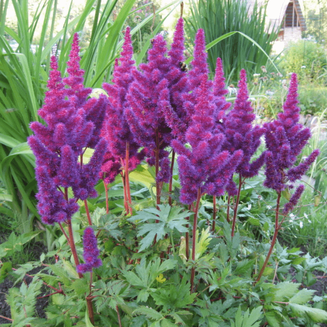 Astilbe Black and Blue