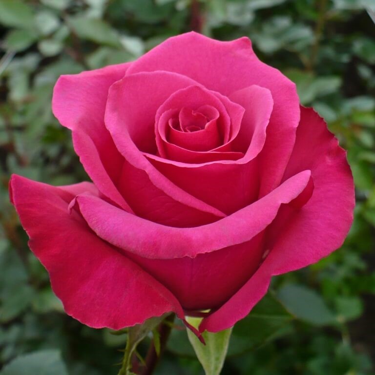 Роза Пинк Флоид чайно-гибридная (Rose Pink Eloyd)