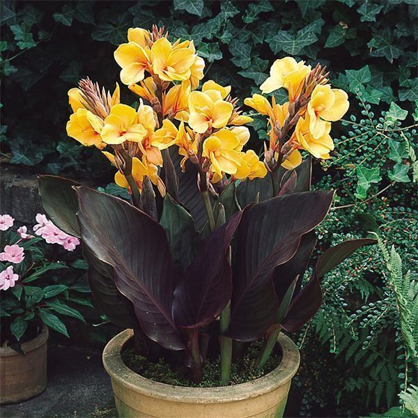canna-louis-cottin-2