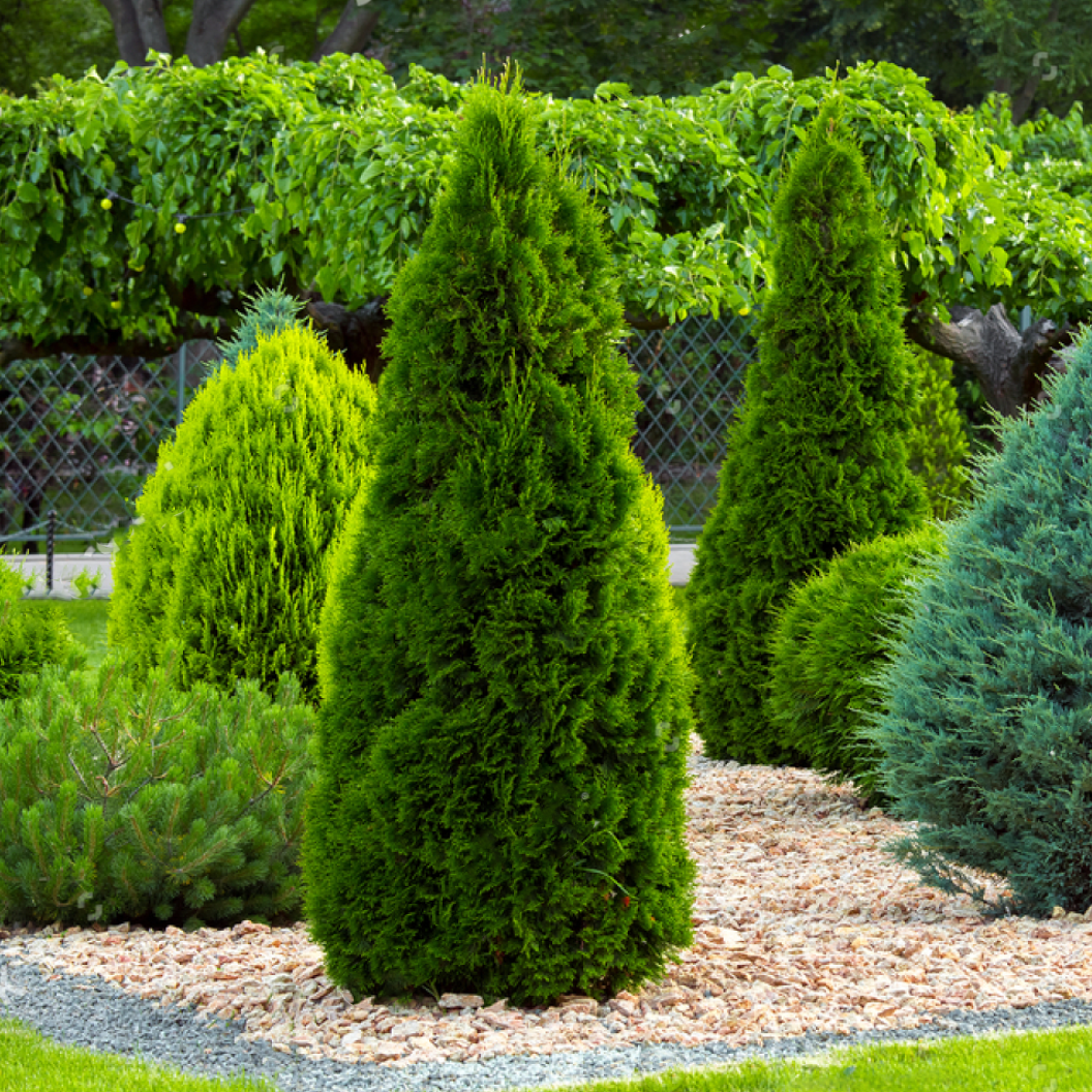 Thuja occidentalis Smaragd