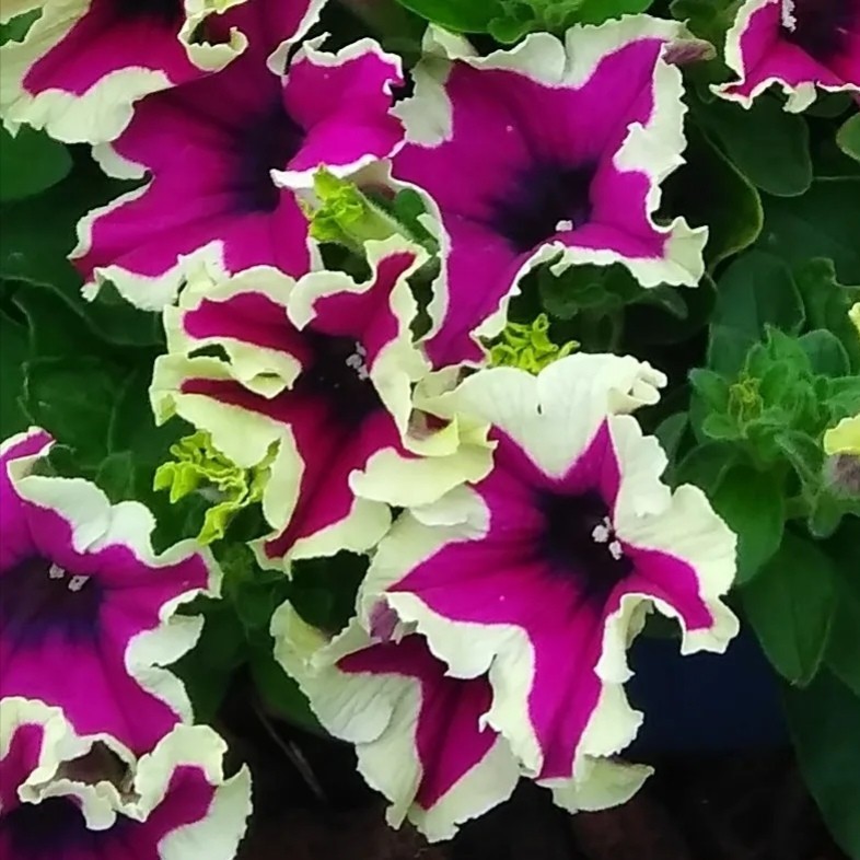 Petunia Fanfare Eclipse