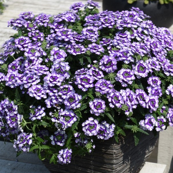 WIKEDPURPLE