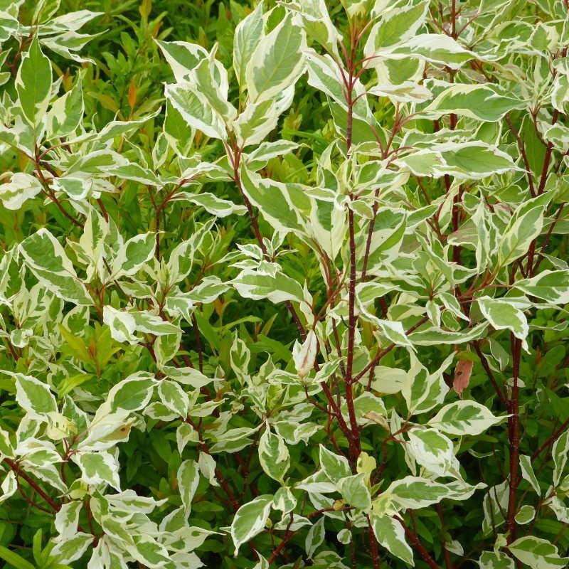 cornus-alba-elegantissima
