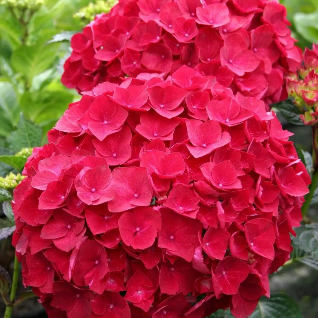 royal-red-2
