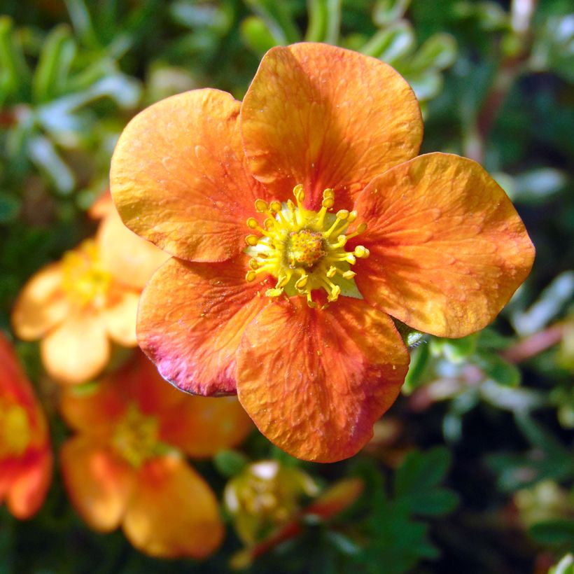 Potentilla Hopley Orange