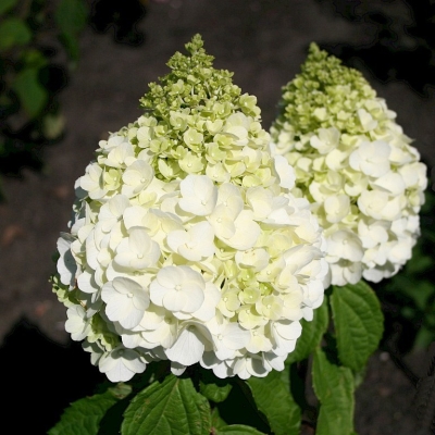 medzhikal-monblan-1