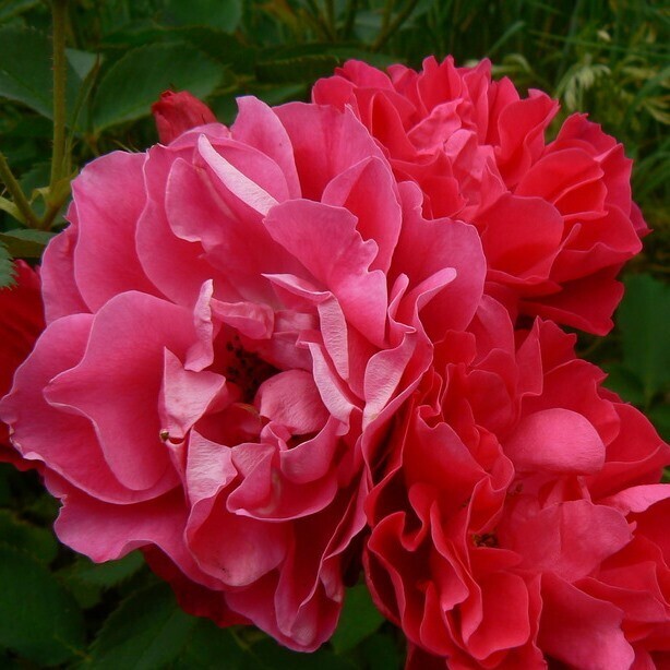 Роза Морден Аморетт канадская (Rose Morden Amorette)