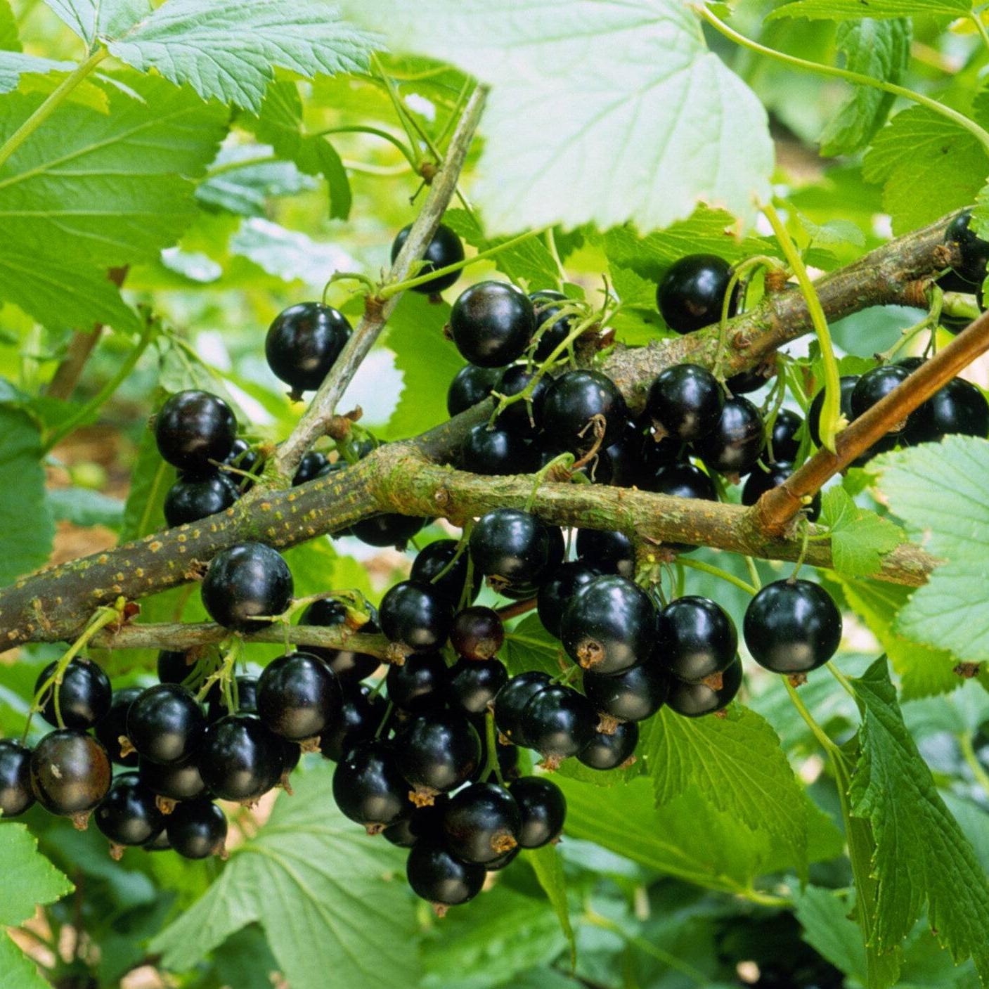 Смородина №29