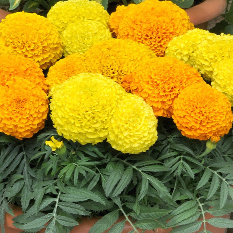 Taishan