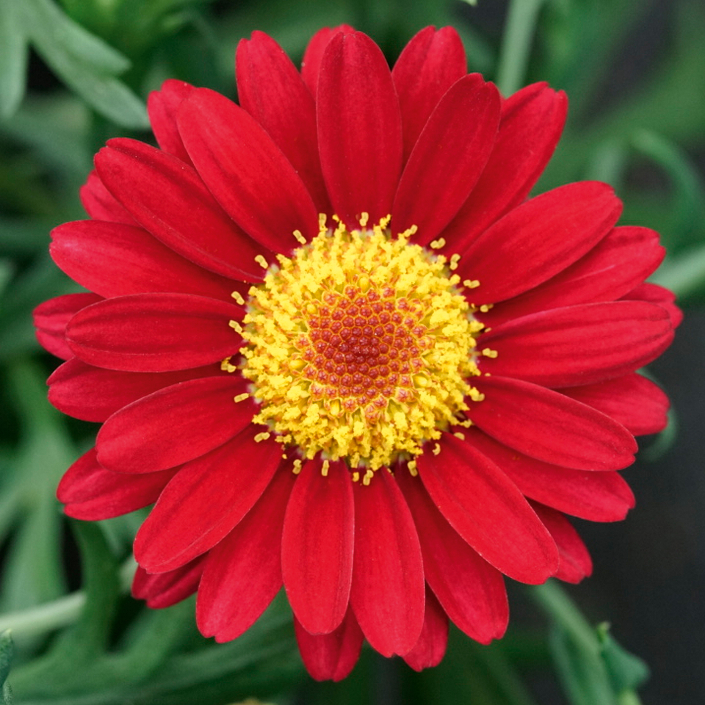 ArgyranthemumAramisWineRed