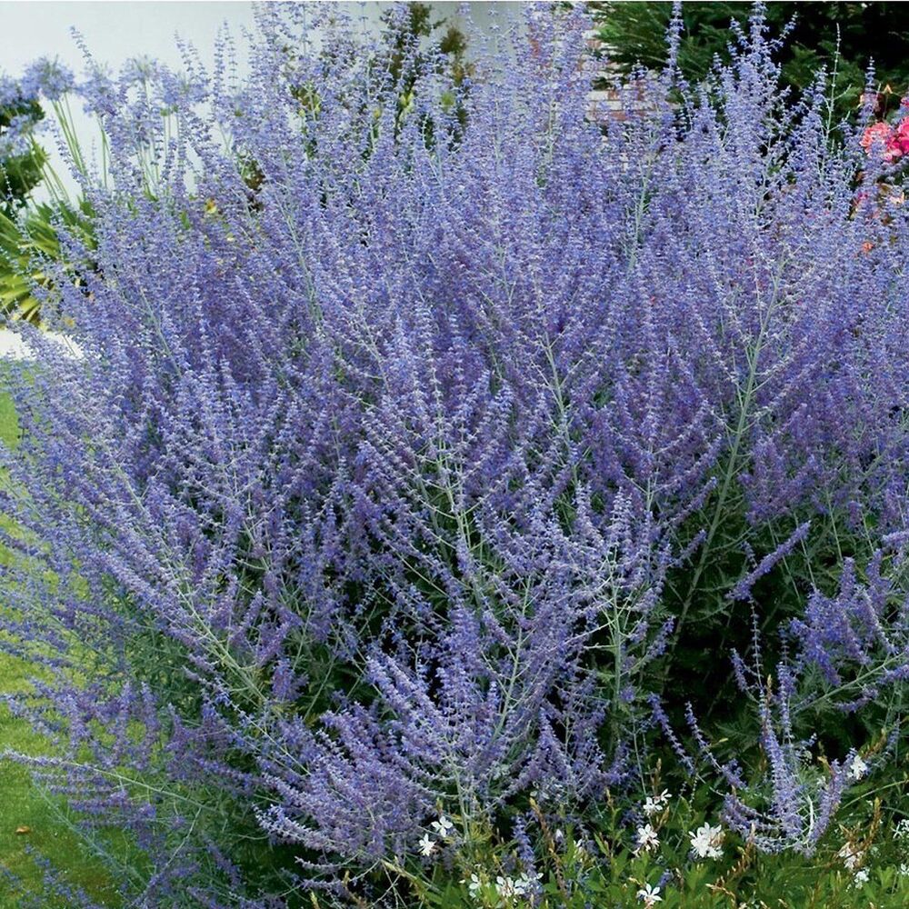 блю спайр