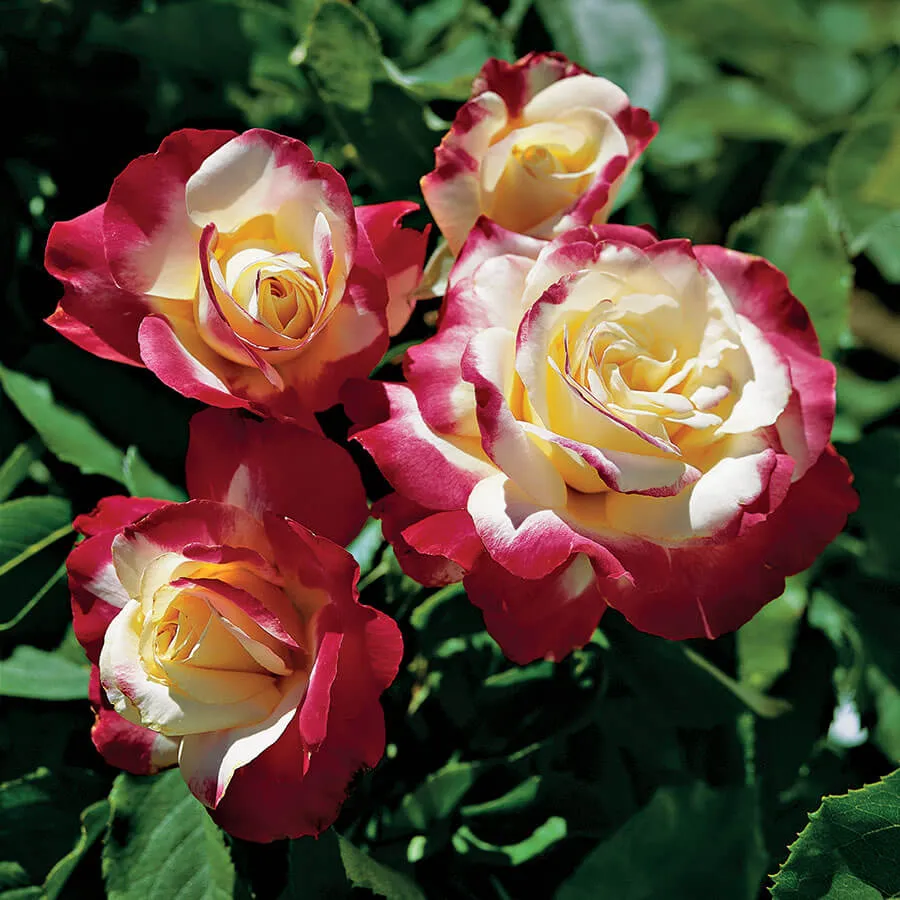 doubleDelight