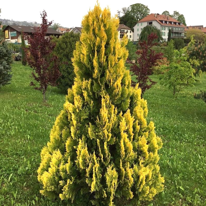 Thuja occidentalis Sunny Smaragd