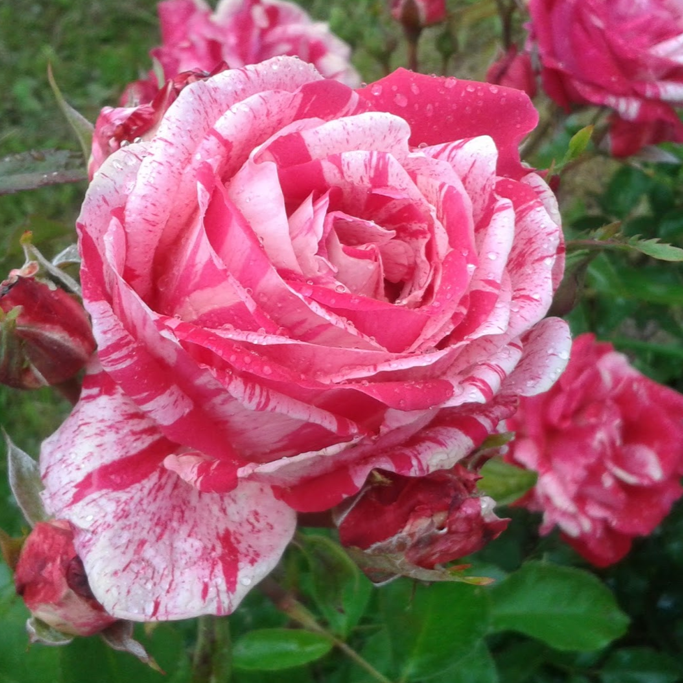 Роза Папагено флорибунда (Rose Papagena)