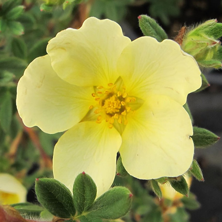 potentilla_fruiticosa_primrose_beauty