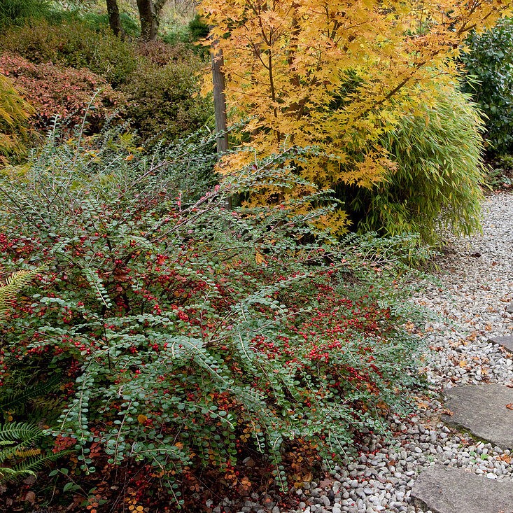 Cotoneaster horizontalis