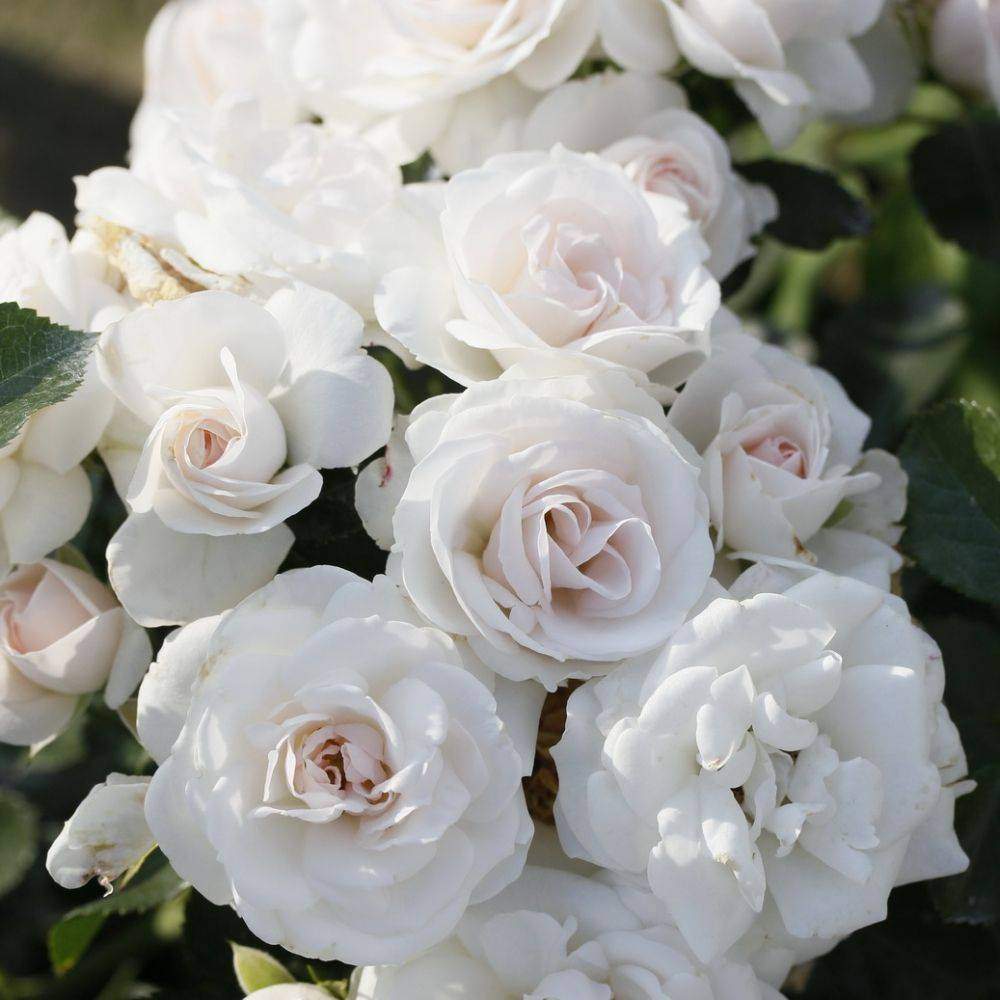 Роза Аспирин флорибунда (Rose Aspirin)