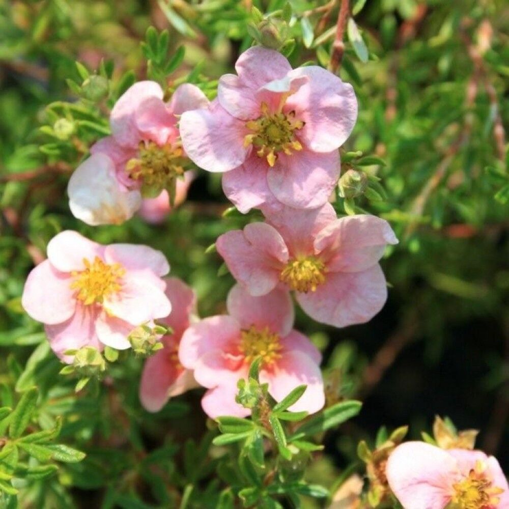 Potentilla fruticosa Pretty Polly