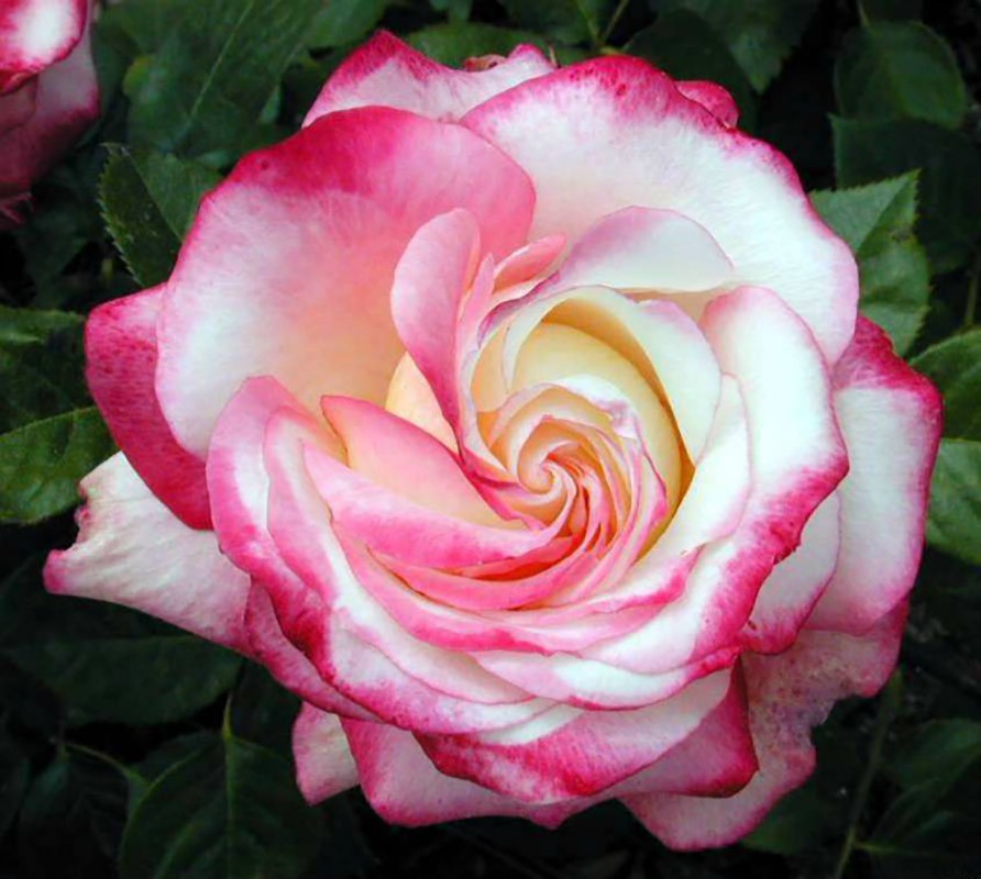 Роза Ламинуэт флорибунда (Rose Laminuette)
