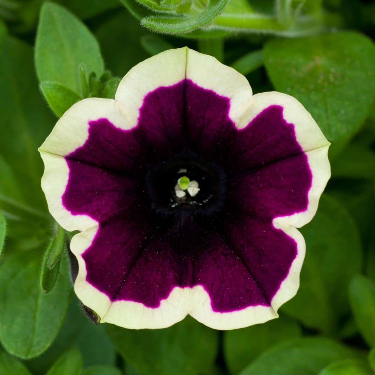 CascadiasRimMagenta